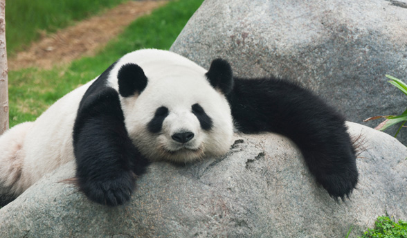 5 reasons to avoid the panda